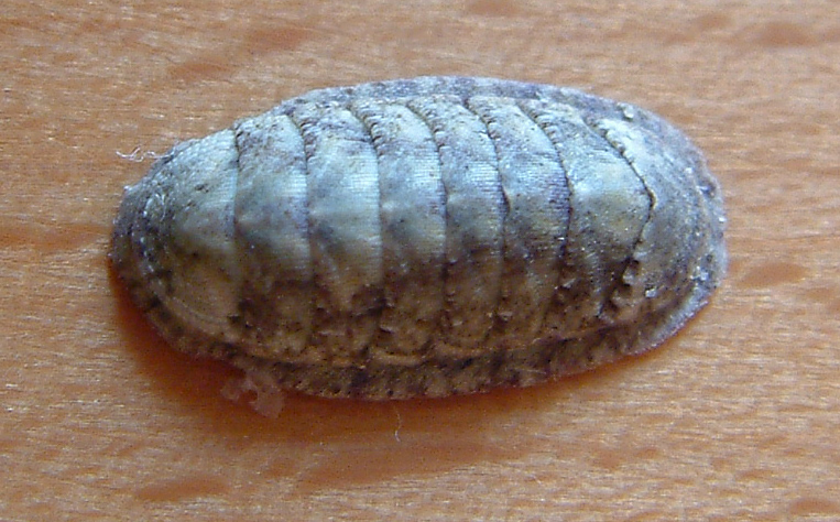 Ischnochiton rissoi